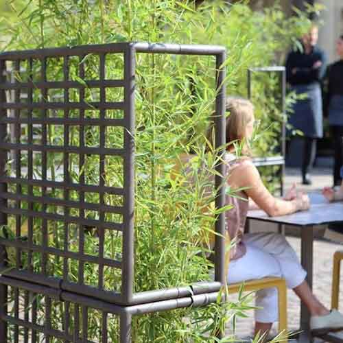 Regeneration Linie